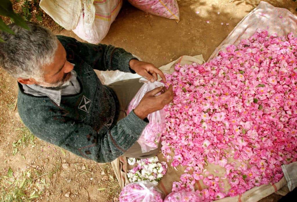 گل محمدی کاشان و رایحه دلپذیر آن در یک عطر معروف فرانسوی