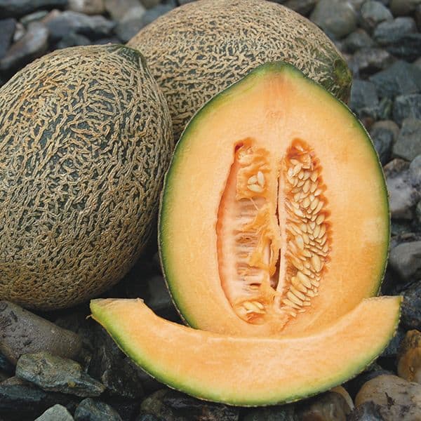خواص گرمک