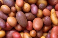 معرفی سیب زمینی
