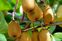 معرفی میوه کیوی