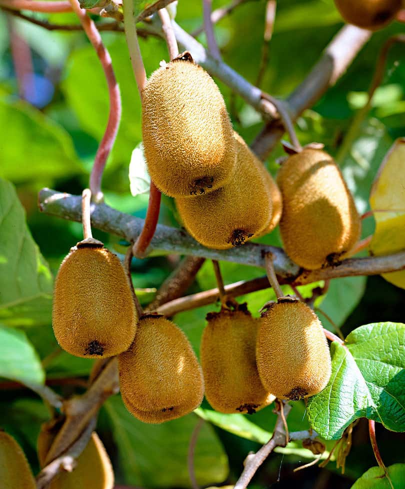 معرفی میوه کیوی