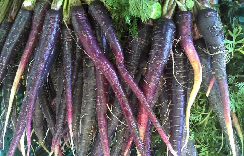 هویج سیاه و معرفی ۵ مورد از مزایای شگفتانگیز این ماده غذایی