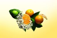 عطر پرتقال و ترنج دو رایحه دلپذیر مرکبات در دنیای عطرها