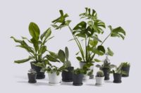 دکوراسیون سبز ، چطور از گیاهان برای تزئین فضای داخل منزل استفاده کنیم؟