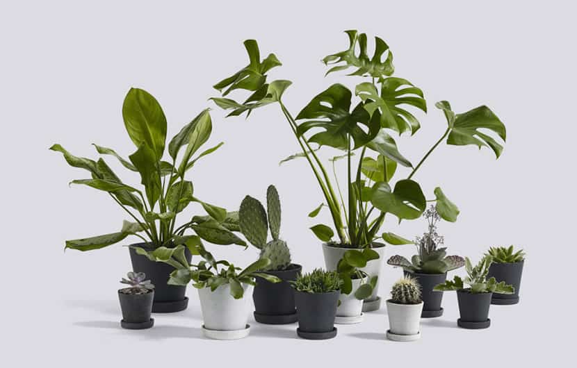 دکوراسیون سبز ، چطور از گیاهان برای تزئین فضای داخل منزل استفاده کنیم؟