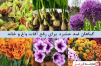 گیاه ضد حشره