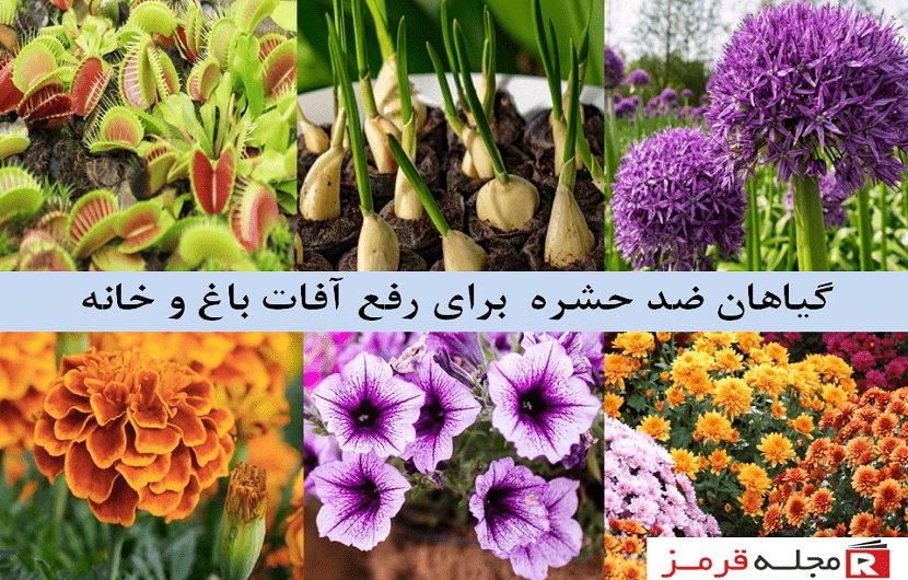 گیاه ضد حشره