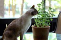 ده گیاه خانگی که برای حیوانات خانگی شما هیچ خطری ندارند
