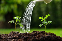 گیاهان مقاوم در برابر خشکی کدامند؟ چطور به گیاهان آب دهیم؟