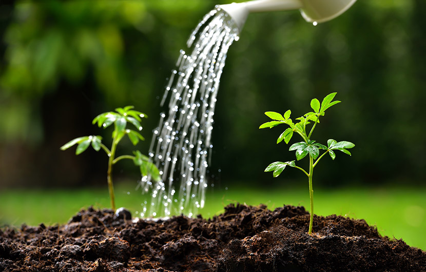 گیاهان مقاوم در برابر خشکی کدامند؟ چطور به گیاهان آب دهیم؟