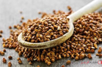خواص گندم سیاه