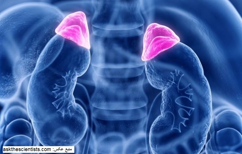 غدد فوق کلیوی