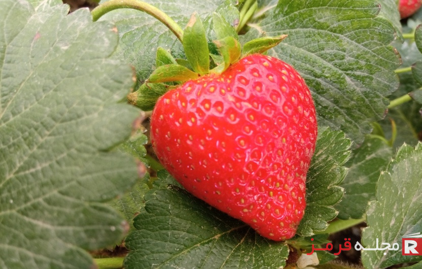 خواص توت فرنگی این دلربای اردیبهشتی؛ میوه ای کم قند و خوش طعم