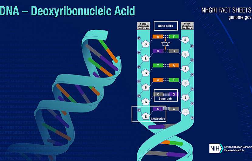 ساختار و وظایف کروموزوم و دی ان ای (DNA)