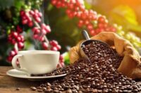 قهوه عربیکا چیست؟ ویژگی ها، انواع و نکات مهم