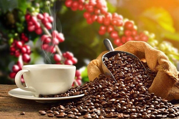 قهوه عربیکا چیست؟ ویژگی ها، انواع و نکات مهم