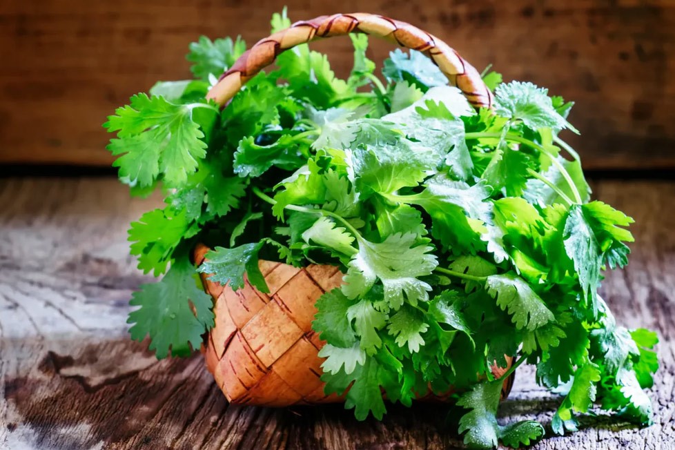 10 خاصیت شگفت انگیز گشنیز