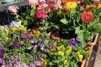 چه گلی برای چه شخصی مناسبه؟ راهنمای انتخاب گل بر اساس شخصیت