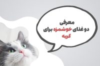 معرفی دو غذای خوشمزه برای سگ های نژاد کوچک