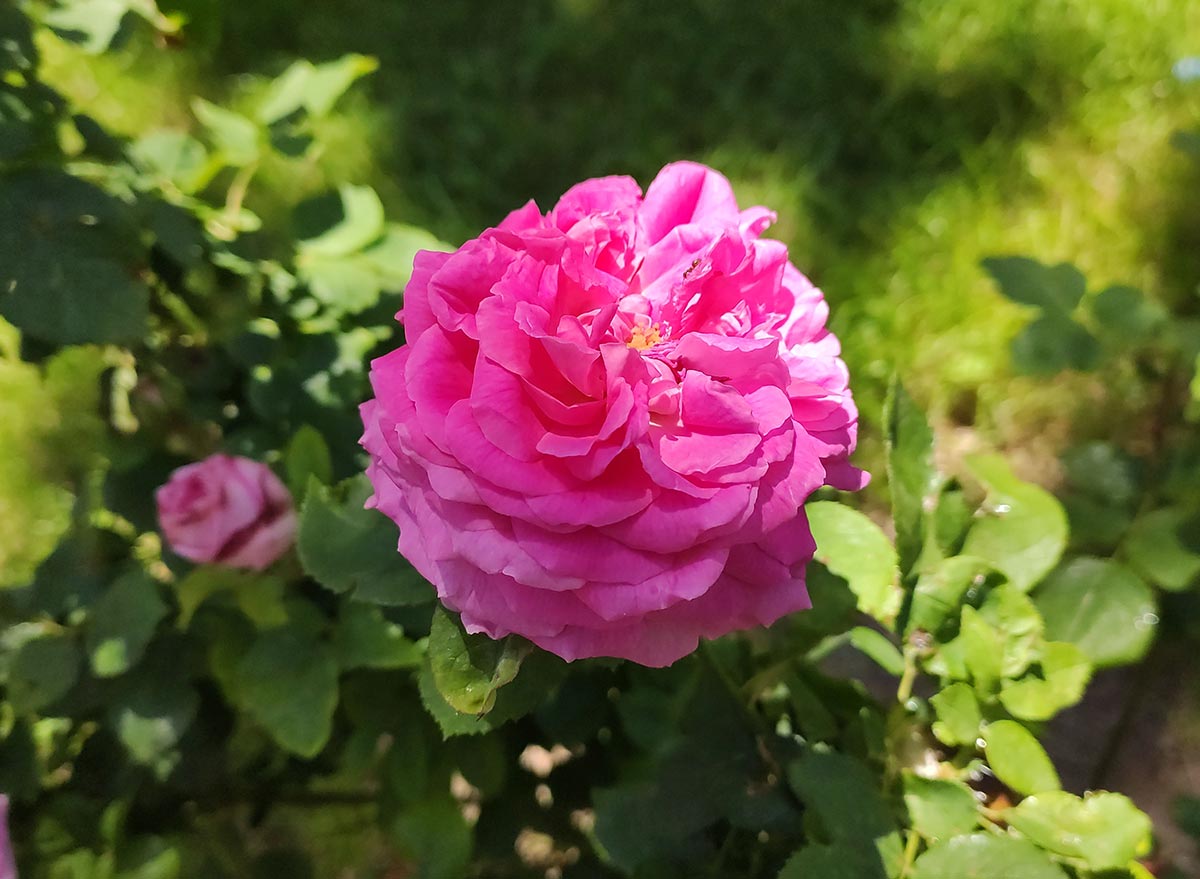 گل محمدی